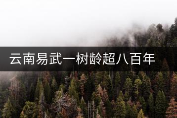 云南易武一樹(shù)齡超八百年古茶樹(shù)死亡，當(dāng)?shù)卦磕杲M織村民拜謁