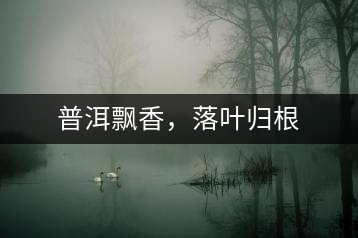 普洱飄香，落葉歸根