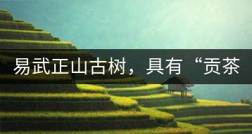 易武正山古樹，具有“貢茶范”