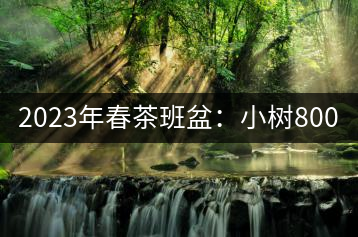 2023年春茶班盆：小樹800元／公斤，古樹1600-2200元／公斤