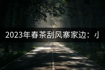 2023年春茶刮風(fēng)寨家邊：小樹400-500，古樹1000-1600元／公斤