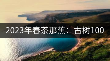 2023年春茶那蕉：古樹(shù)1000-1500元／公斤，中樹(shù)600-800元／公斤