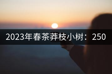 2023年春茶莽枝小樹：250元／公斤， 古樹：1000-1200元／公斤