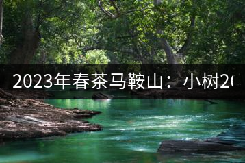 2023年春茶馬鞍山：小樹260–300元／公斤，古樹450-500元／公斤