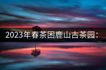 2023年春茶困鹿山古茶園：大樹8000-12000元／公斤，周邊小樹200-300元／公斤