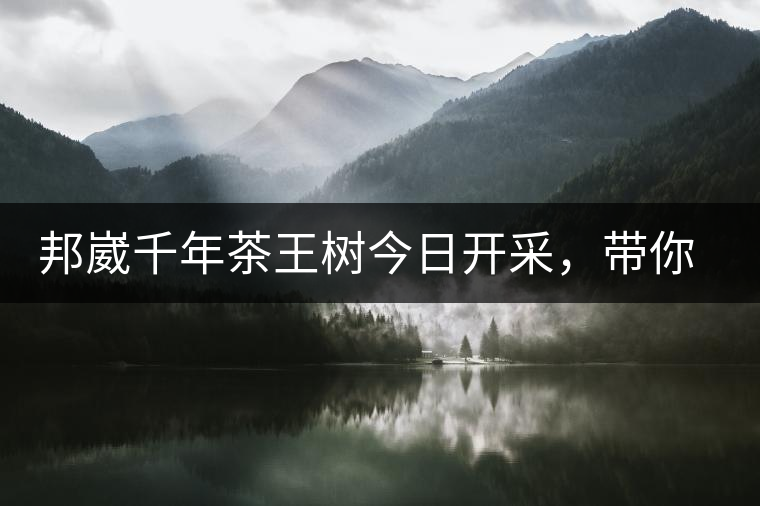邦崴千年茶王樹今日開采，帶你了解被低估的邦崴古樹茶邦崴千年茶王樹今日開采，帶你了解被低估的邦崴古樹茶