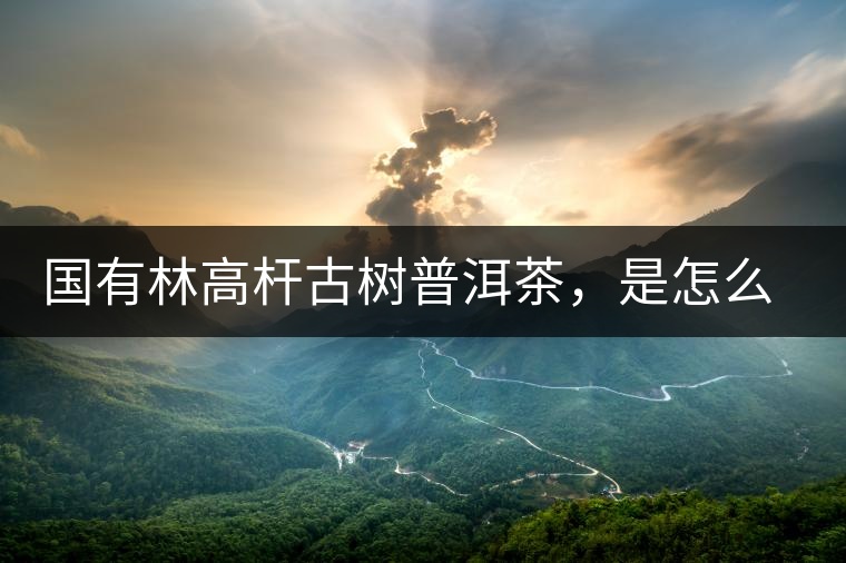 國有林高桿古樹普洱茶，是怎么回事?國有林高桿古樹普洱茶，是怎么回事？