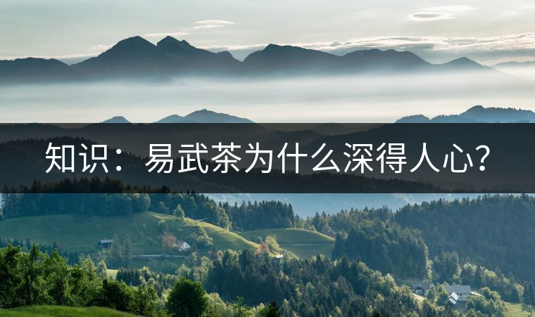 知識(shí)：易武茶為什么深得人心？