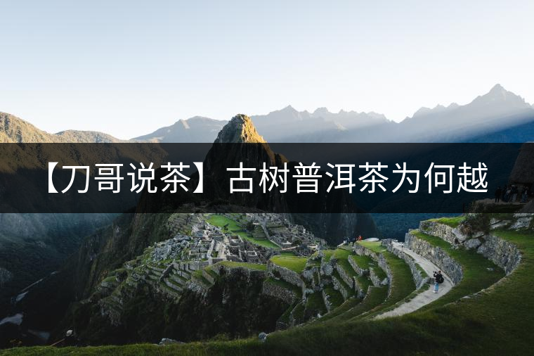 【刀哥說(shuō)茶】古樹(shù)普洱茶為何越泡越甘甜?