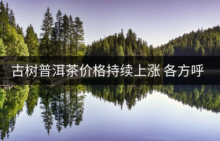 古樹普洱茶價格持續(xù)上漲 各方呼吁有序開采 古樹普洱茶價格持續(xù)上漲 各方呼吁有序開采