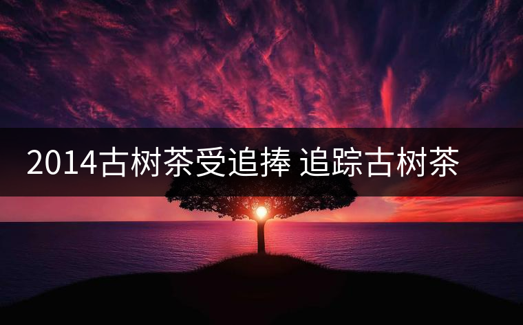 2014古樹茶受追捧 追蹤古樹茶是如何興起的？
