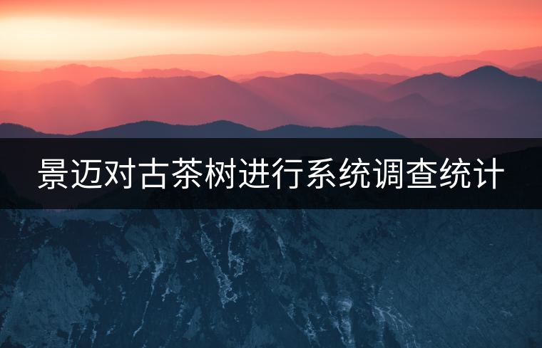 景邁對古茶樹進(jìn)行系統(tǒng)調(diào)查統(tǒng)計 景邁對古茶樹進(jìn)行系統(tǒng)調(diào)查統(tǒng)計