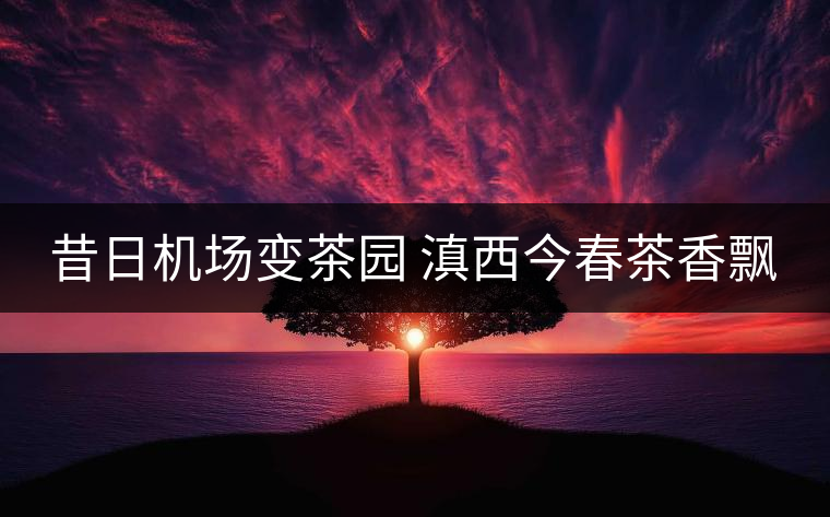 昔日機(jī)場(chǎng)變茶園 滇西今春茶香飄 昔日機(jī)場(chǎng)變茶園 滇西今春茶香飄