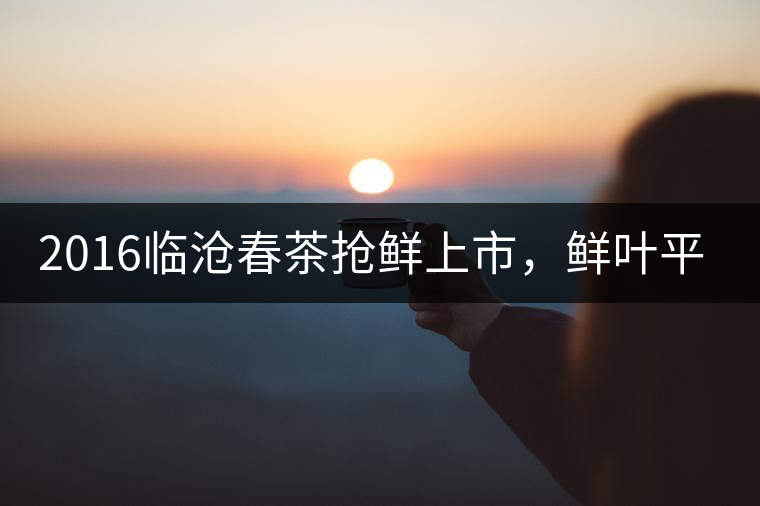 2016臨滄春茶搶鮮上市，鮮葉平均價(jià)同比去年減幅6.3%
