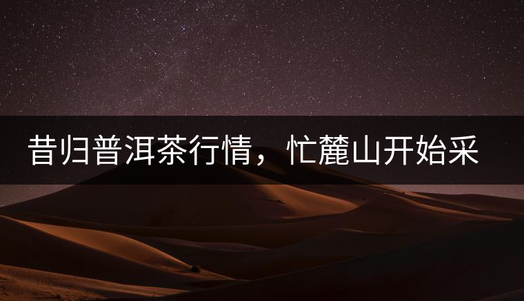 昔歸普洱茶行情，忙麓山開(kāi)始采制春茶