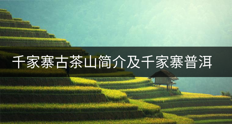 千家寨古茶山簡(jiǎn)介及千家寨普洱茶的品質(zhì)特點(diǎn)