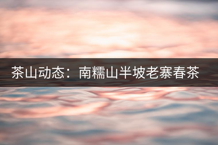 茶山動(dòng)態(tài)：南糯山半坡老寨春茶鮮葉收購(gòu)啟動(dòng)