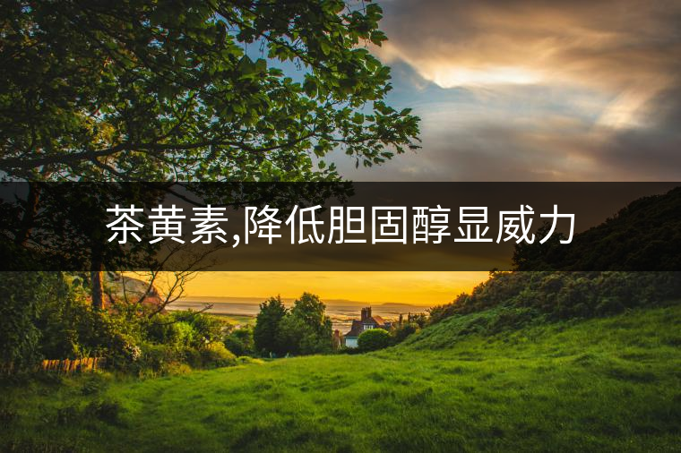 茶黃素,降低膽固醇顯威力 茶黃素,降低膽固醇顯威力