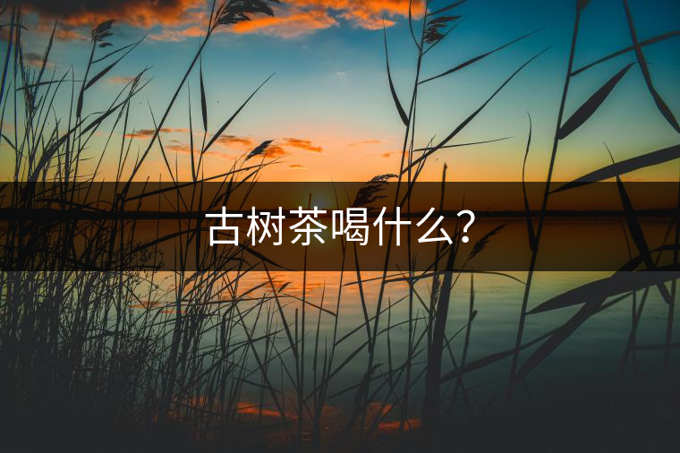 古樹(shù)茶喝什么？