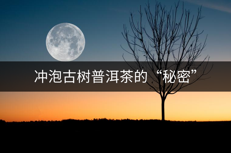 沖泡古樹普洱茶的“秘密” 沖泡古樹普洱茶的“秘密”