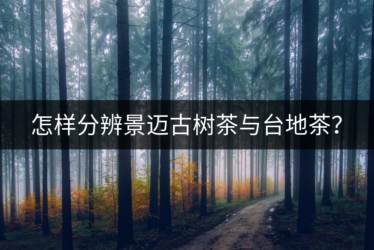 怎樣分辨景邁古樹茶與臺地茶? 怎樣分辨景邁古樹茶與臺地茶?