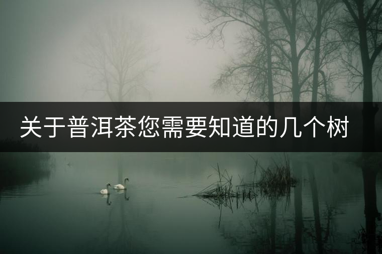 關(guān)于普洱茶您需要知道的幾個(gè)樹(shù)種 關(guān)于普洱茶您需要知道的幾個(gè)樹(shù)種