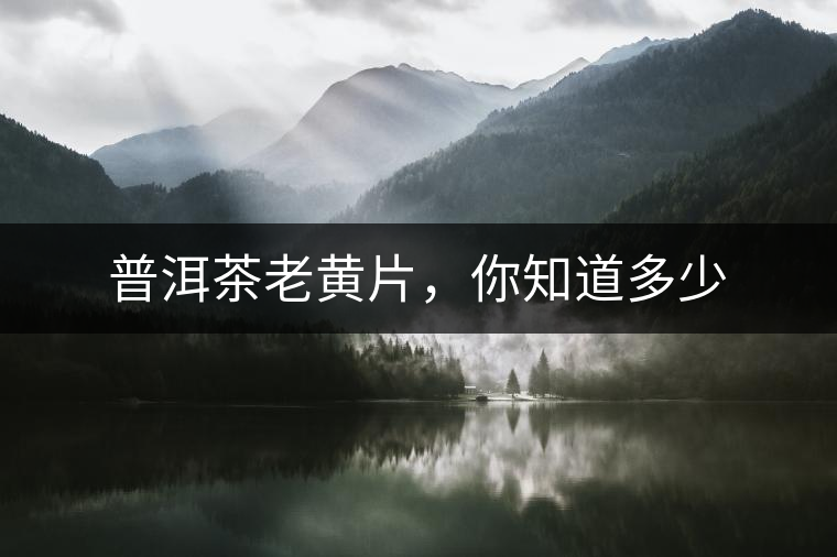 普洱茶老黃片，你知道多少