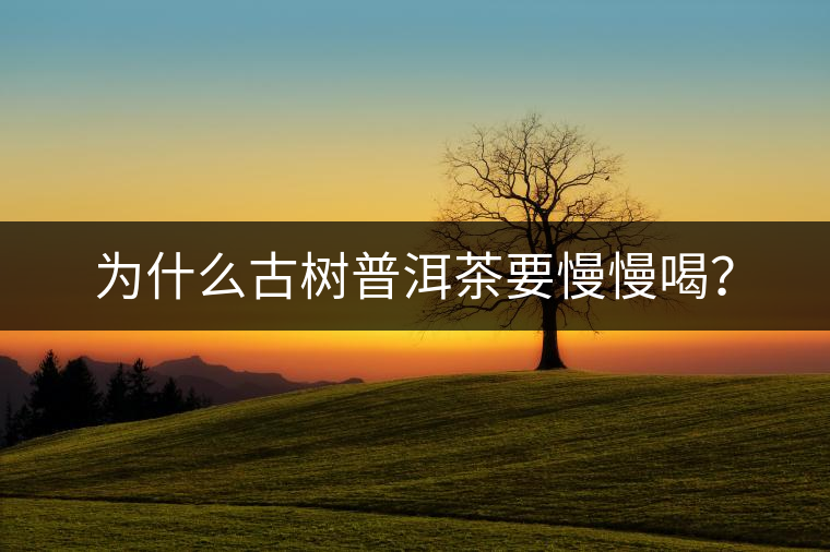 為什么古樹普洱茶要慢慢喝？
