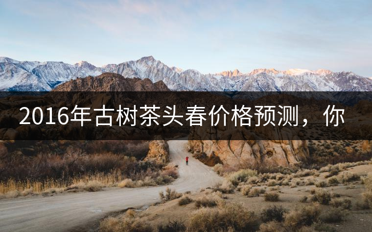 2016年古樹茶頭春價格預(yù)測，你怎么看？