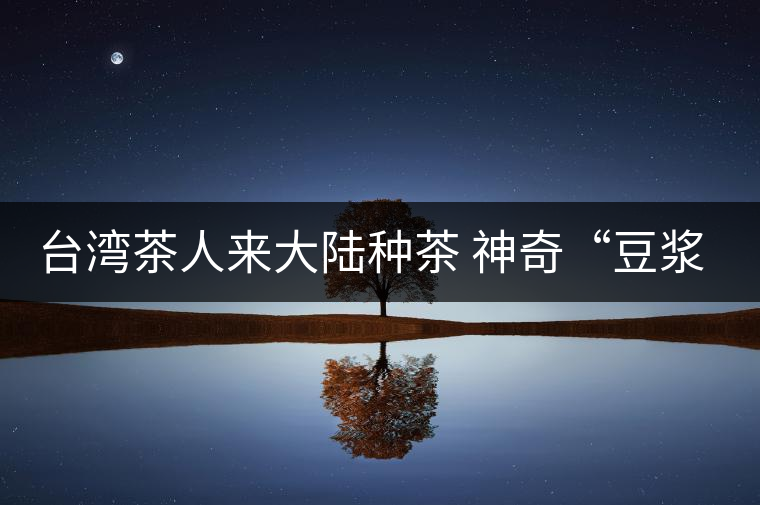 臺灣茶人來大陸種茶 神奇“豆?jié){”孕育高山茶香 臺灣茶人來大陸種茶 神奇“豆?jié){”孕育高山茶香