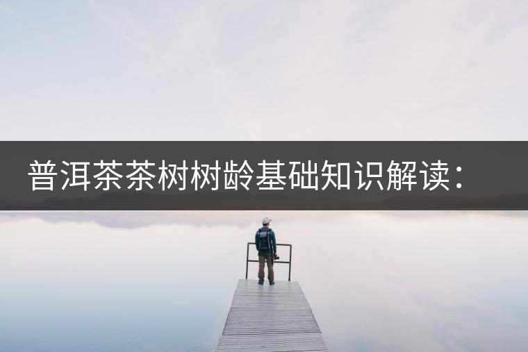 普洱茶茶樹(shù)樹(shù)齡基礎(chǔ)知識(shí)解讀：多大樹(shù)齡的茶才算古樹(shù)茶？