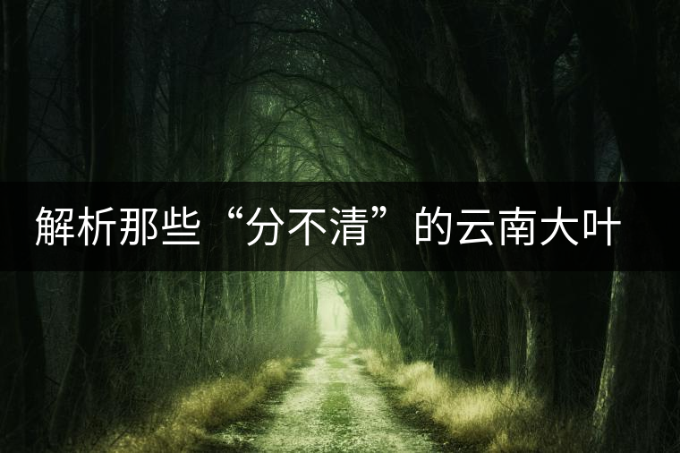 解析那些“分不清”的云南大葉茶樹品種 解析那些“分不清”的云南大葉茶樹品種