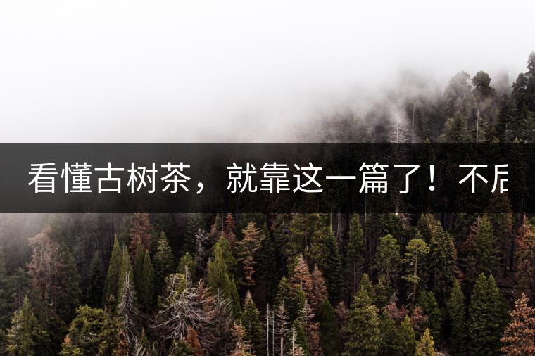 看懂古樹茶，就靠這一篇了！不后悔!