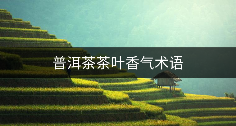 普洱茶茶葉香氣術(shù)語(yǔ) 普洱茶茶葉香氣術(shù)語(yǔ)