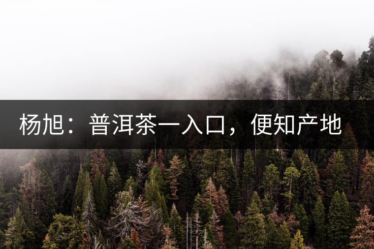 楊旭：普洱茶一入口，便知產(chǎn)地和年份