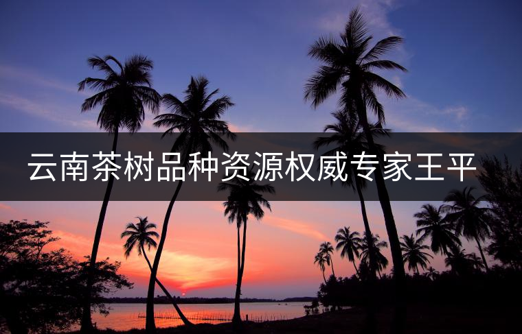 云南茶樹品種資源權(quán)威專家王平盛 云南茶樹品種資源權(quán)威專家王平盛