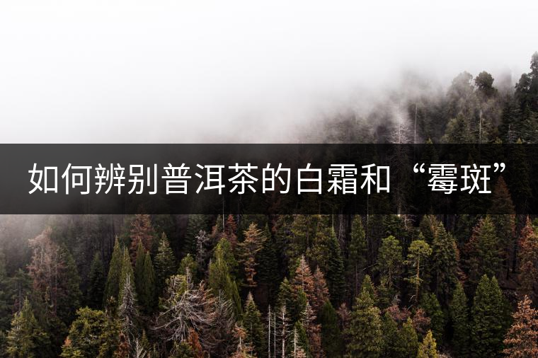 如何辨別普洱茶的白霜和“霉斑”？