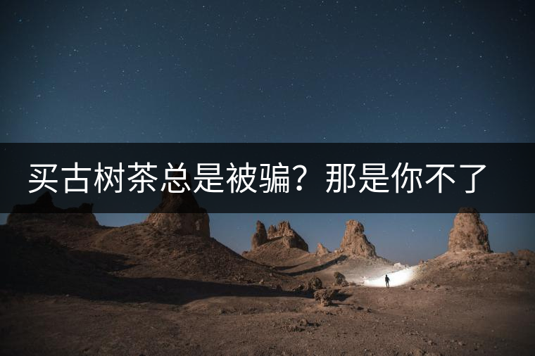 買古樹茶總是被騙？那是你不了解古樹茶的十大真相