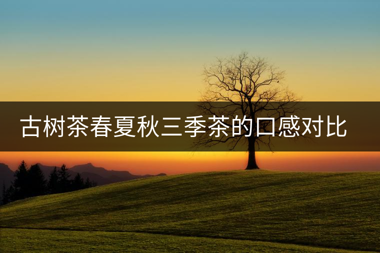 古樹茶春夏秋三季茶的口感對(duì)比，尤其是回甘方面有什么不同？