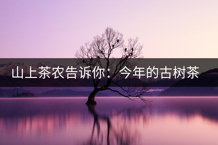 山上茶農(nóng)告訴你：今年的古樹茶為什么那么貴？