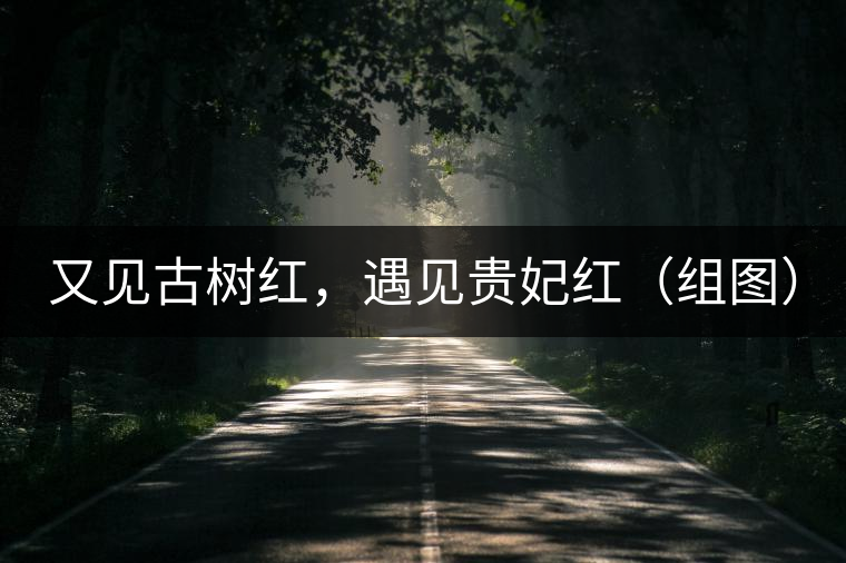 又見古樹紅，遇見貴妃紅（組圖）