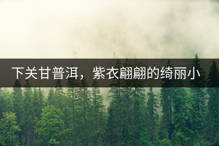 下關(guān)甘普洱，紫衣翩翩的綺麗小餅