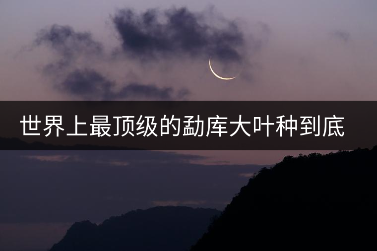 世界上最頂級的勐庫大葉種到底是什么？這篇文章講透了