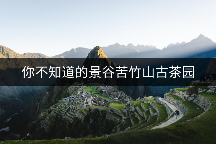 你不知道的景谷苦竹山古茶園 你不知道的景谷苦竹山古茶園