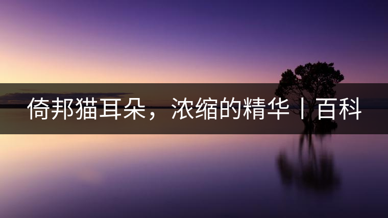 倚邦貓耳朵，濃縮的精華丨百科