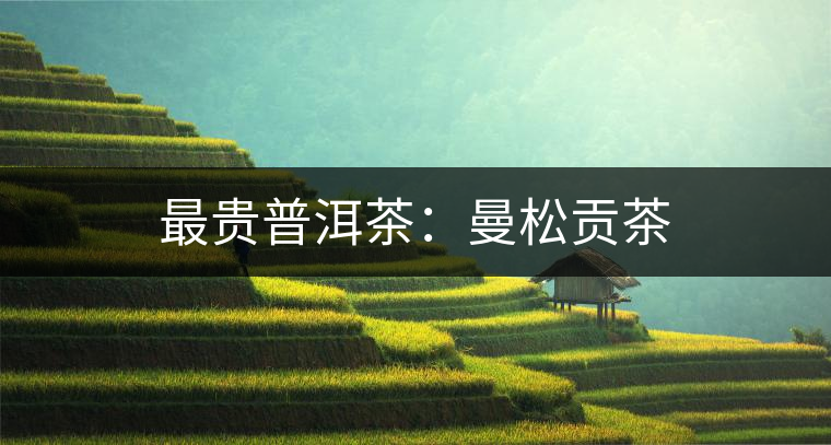 最貴普洱茶：曼松貢茶