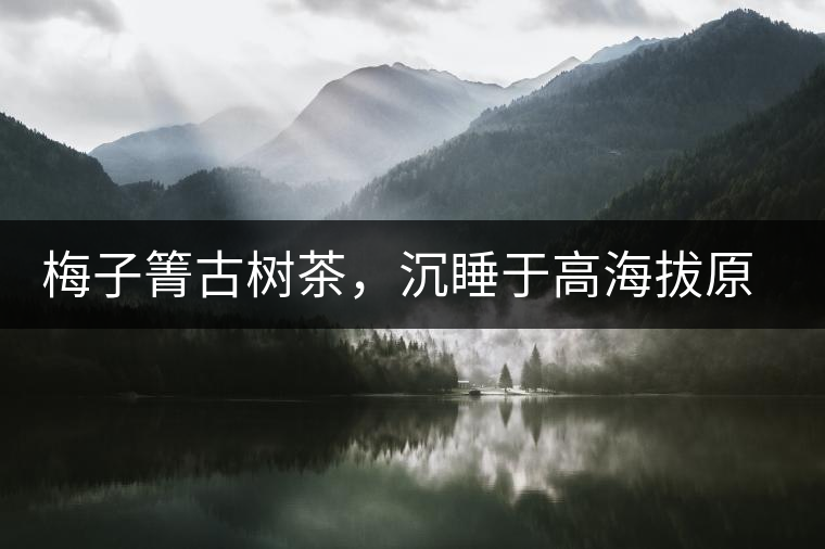 梅子箐古樹茶，沉睡于高海拔原生態(tài)的冰甜美人