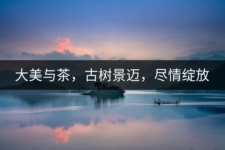 大美與茶，古樹景邁，盡情綻放