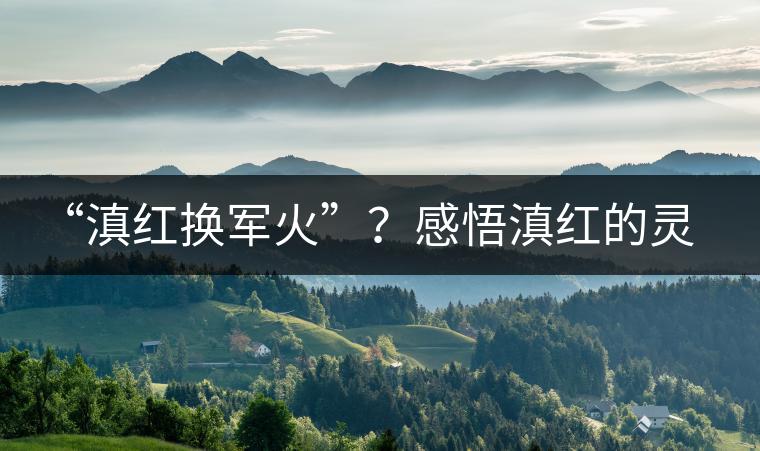 “滇紅換軍火”？感悟滇紅的靈與性！