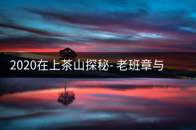 2020在上茶山探秘- 老班章與新班章，一母所生，一念之間，際遇迥異